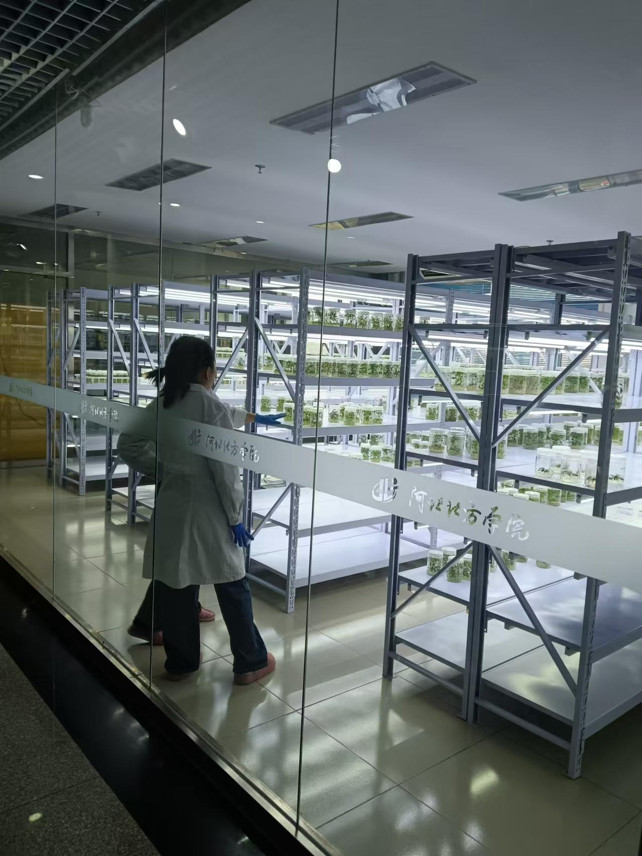 灵寿植物组培室设计的基本布局有哪些？