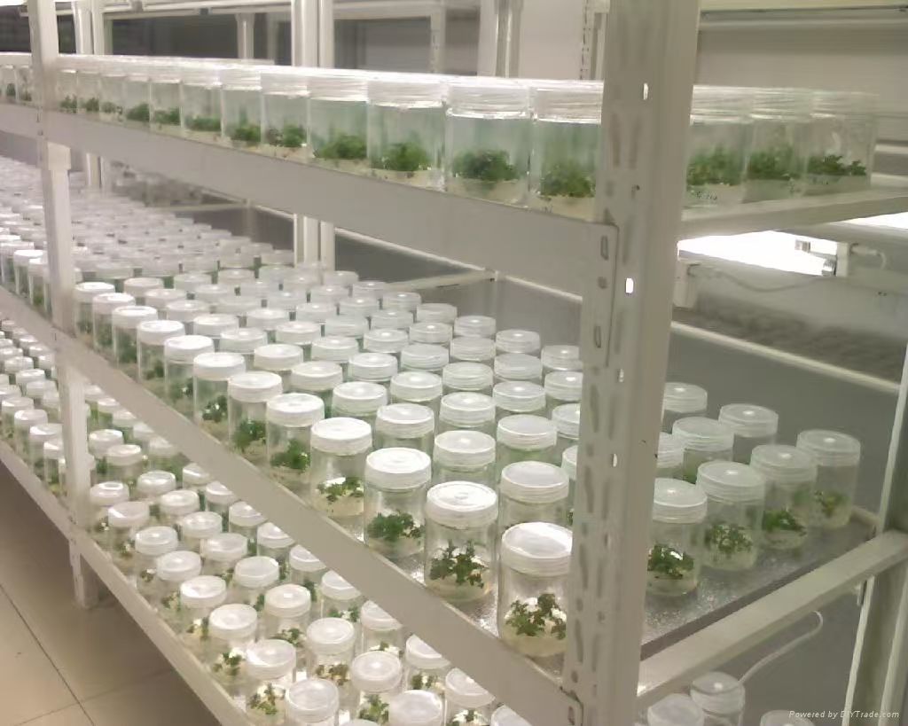 灵寿组培实验室应该如何布局